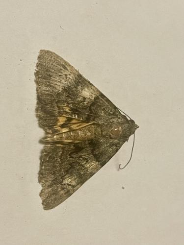 Catocala nymphagoga
